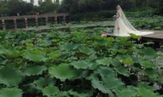 国家植物园门票多少一张 植物园门票多少钱